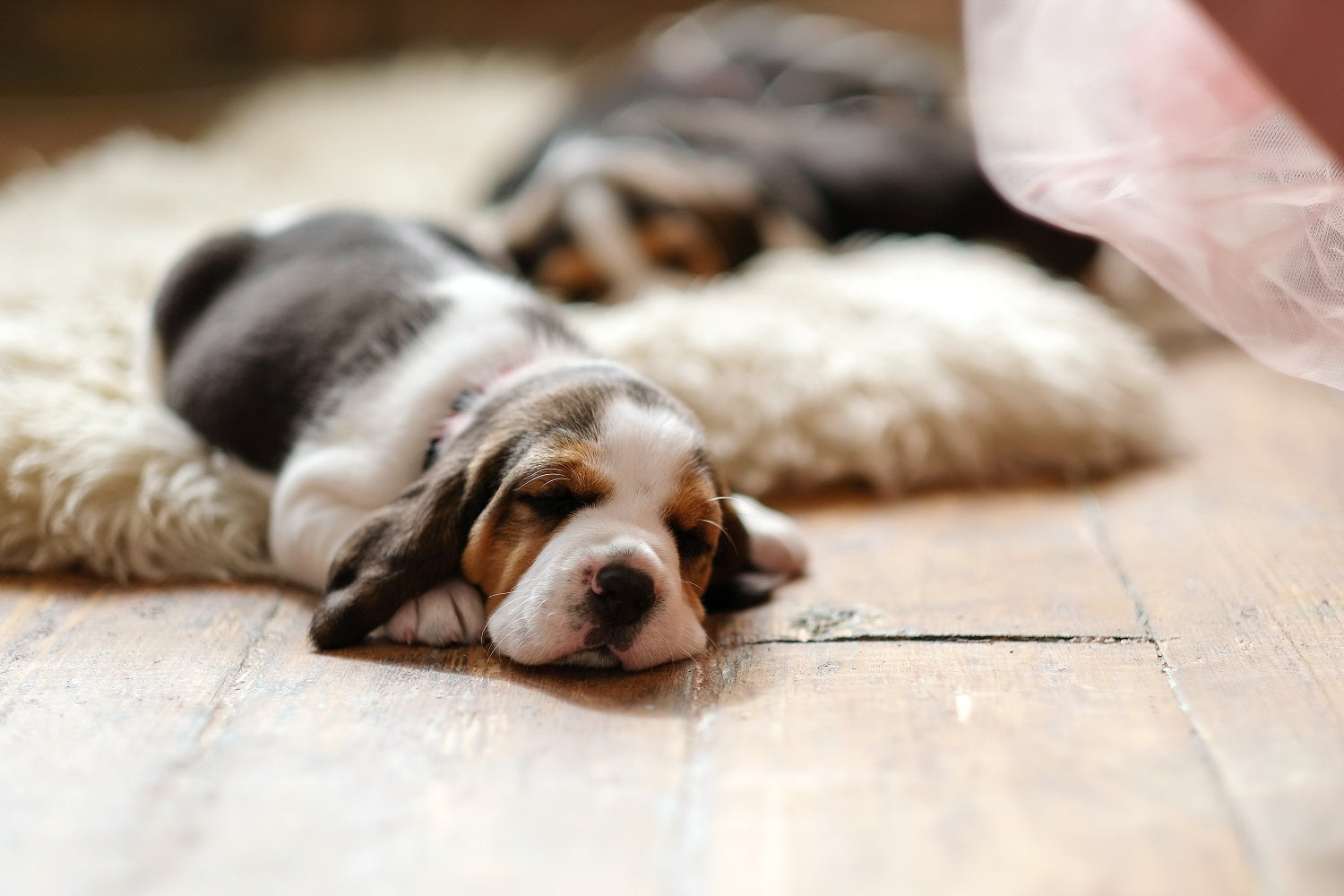 Schlafplätze für Hunde