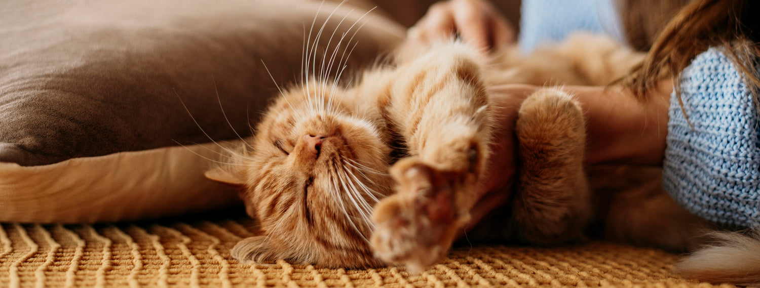PS-Petshop Cats