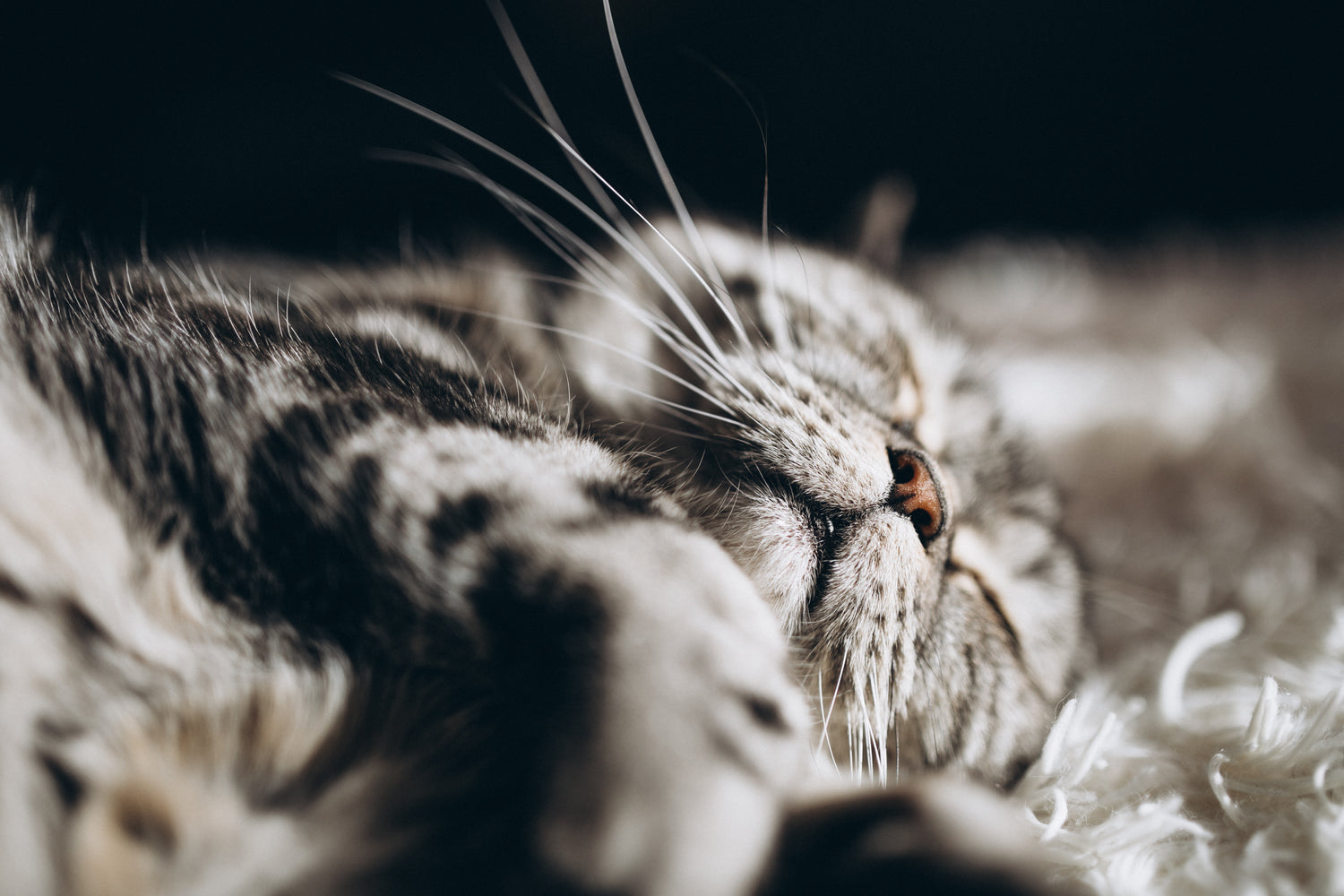 Katzenbetten & Höhlen