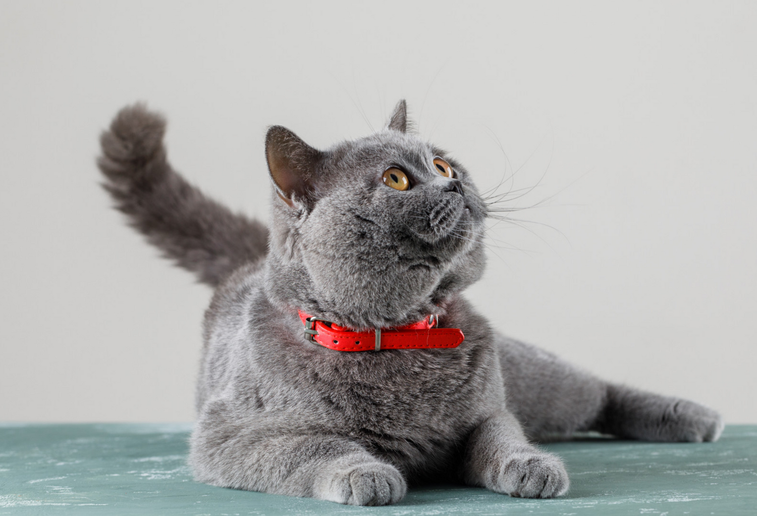 Katzenhalsbänder